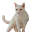 chiao kang's user avatar